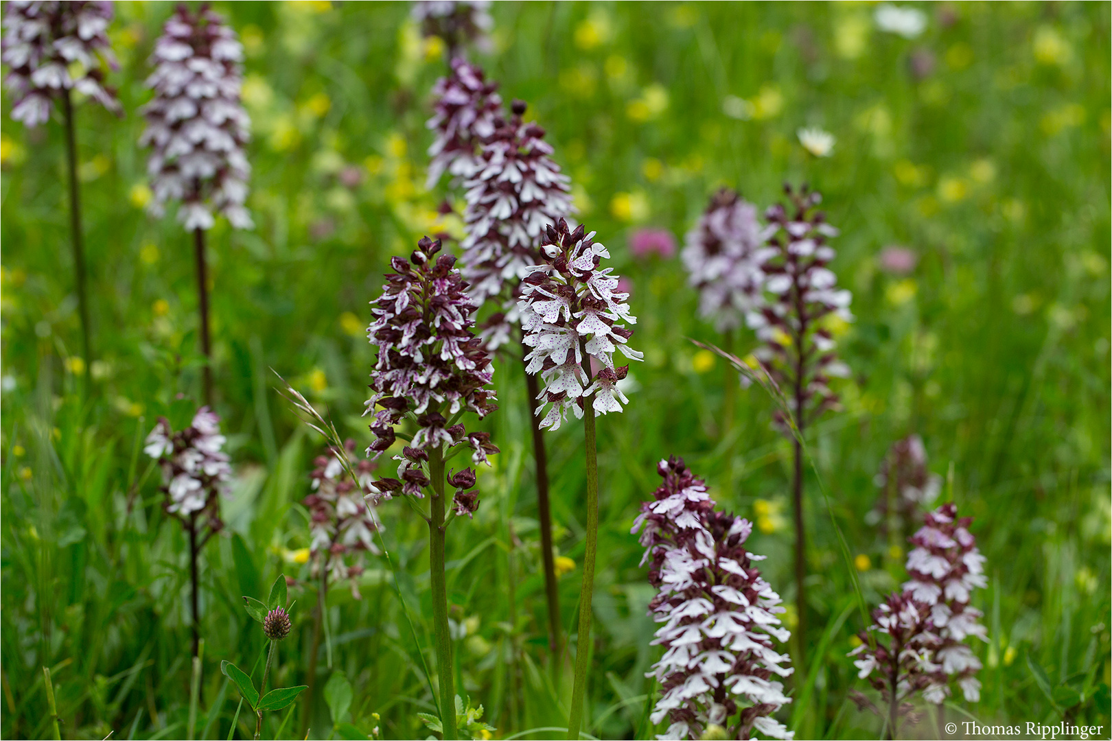 Purpur-Knabenkraut (Orchis purpurea) -