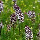 Purpur-Knabenkraut (Orchis purpurea) -