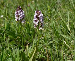 Purpur-Knabenkraut (Orchis purpurea) .....