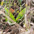 Purpur-Knabenkraut (Orchis purpurea) ..