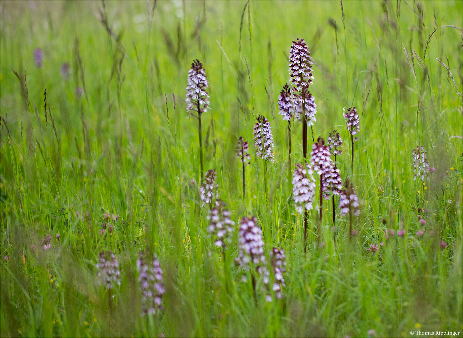 Purpur-Knabenkraut (Orchis purpurea) . .