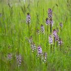 Purpur-Knabenkraut (Orchis purpurea) . .