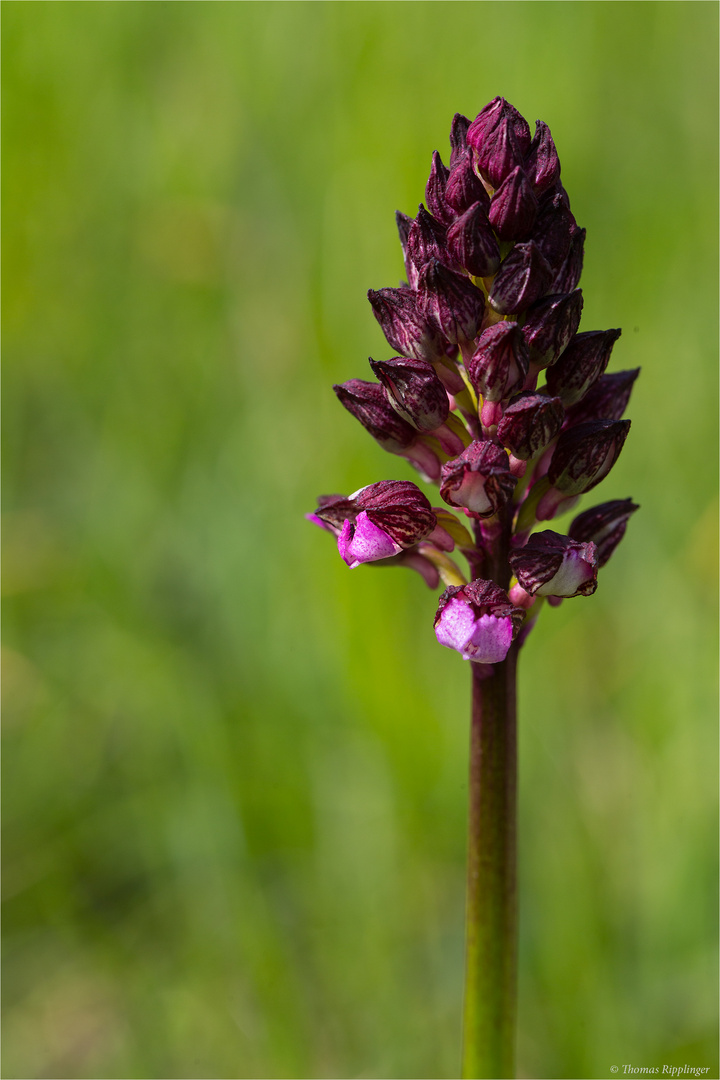 Purpur-Knabenkraut (Orchis purpurea) .......