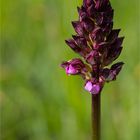 Purpur-Knabenkraut (Orchis purpurea) .......