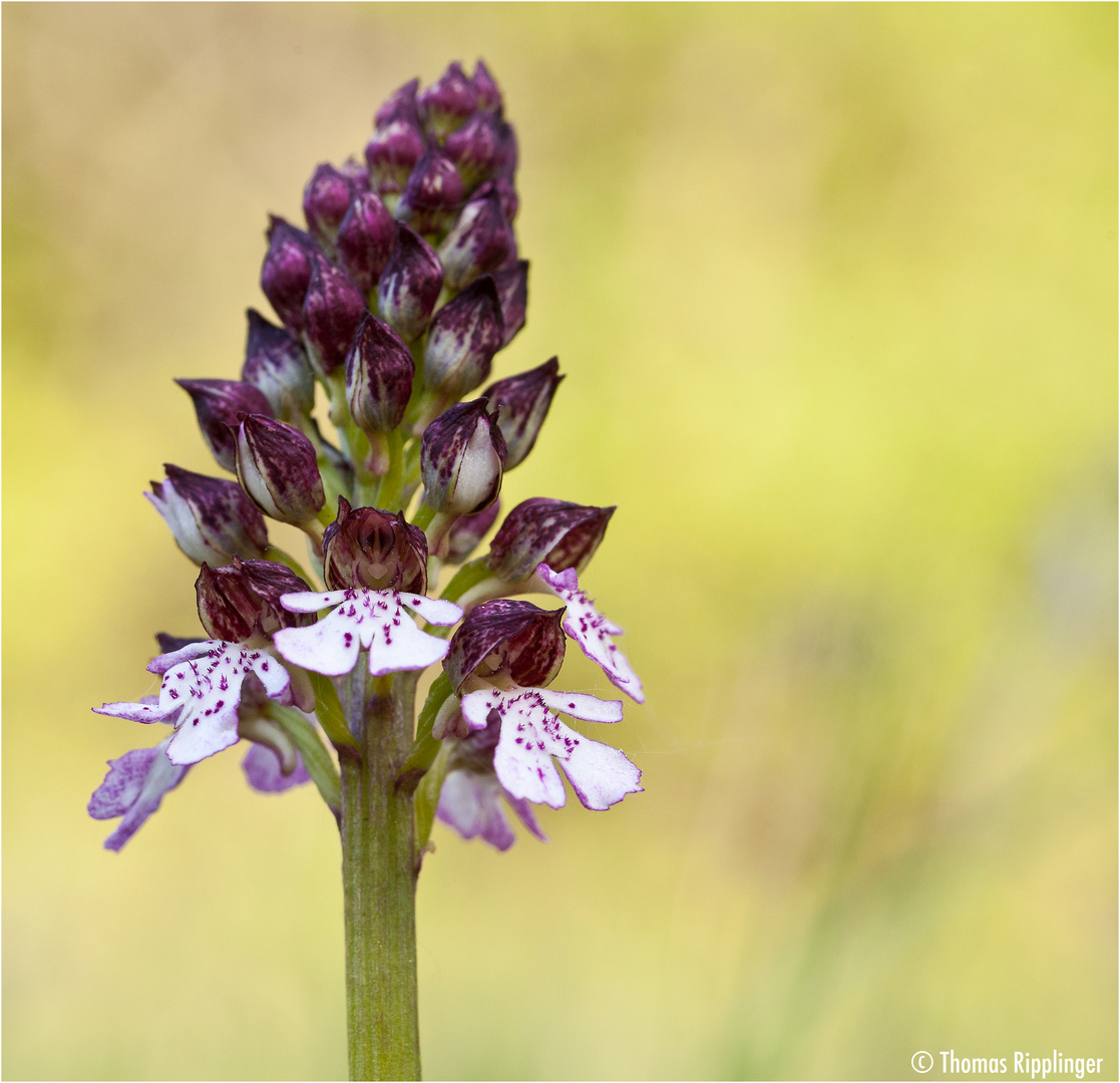 Purpur-Knabenkraut (Orchis purpurea)