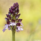 Purpur-Knabenkraut (Orchis purpurea)