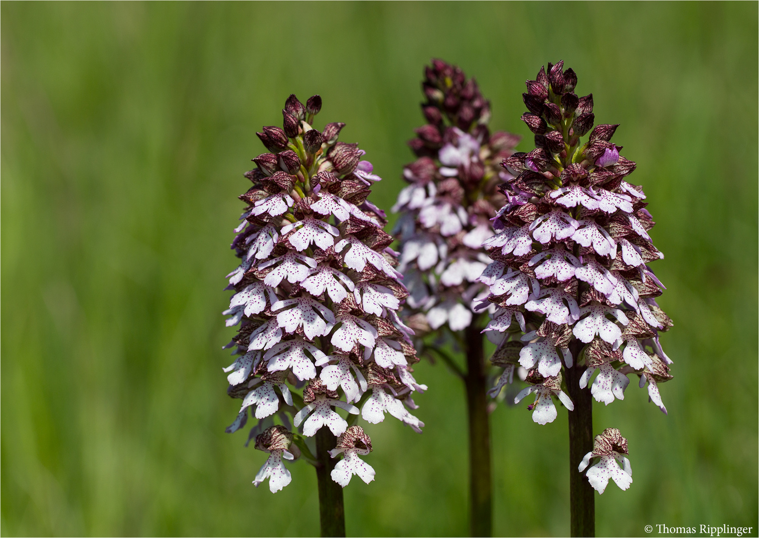 Purpur-Knabenkraut (Orchis purpurea)