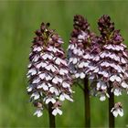 Purpur-Knabenkraut (Orchis purpurea)