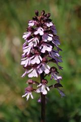 Purpur-Knabenkraut (Orchis purpurea)