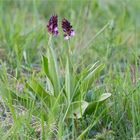 Purpur-Knabenkraut (Orchis purpurea)