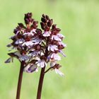 Purpur-Knabenkraut (Orchis purpurea)