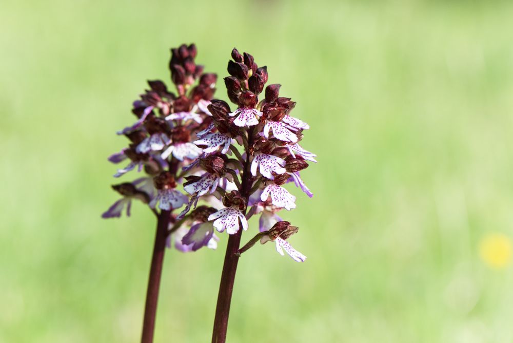 Purpur-Knabenkraut (Orchis purpurea)