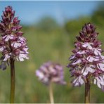 Purpur-Knabenkraut (Orchis purpurea) im NSG Kuttenberg in Bad Münstereifel- Eschweiler