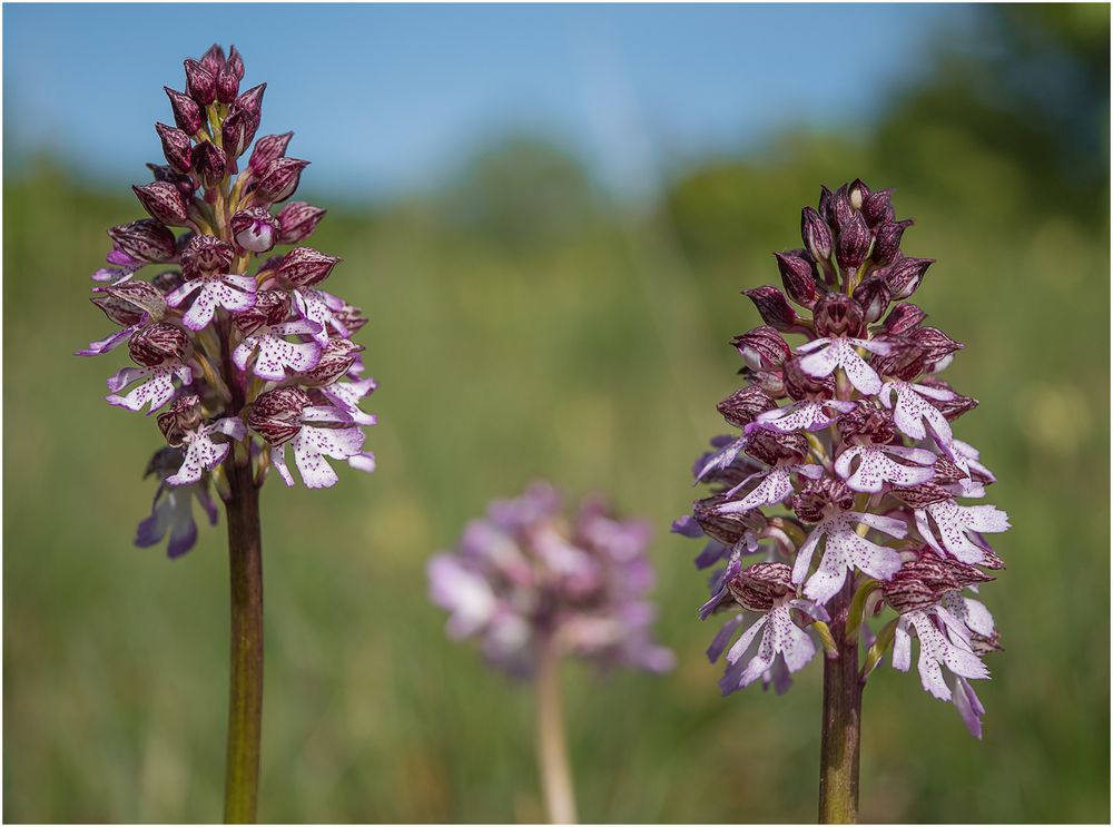 Purpur-Knabenkraut (Orchis purpurea) im NSG Kuttenberg in Bad Münstereifel- Eschweiler