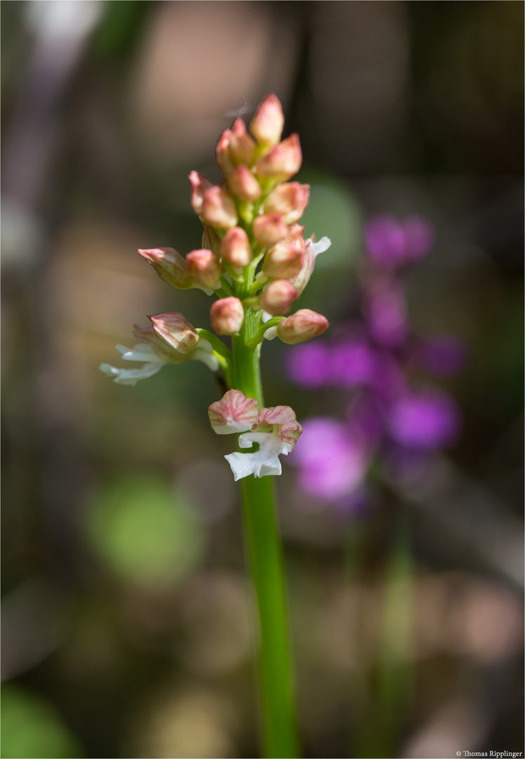 Purpur-Knabenkraut (Orchis purpurea) in Weiß ?