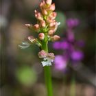 Purpur-Knabenkraut (Orchis purpurea) in Weiß ?