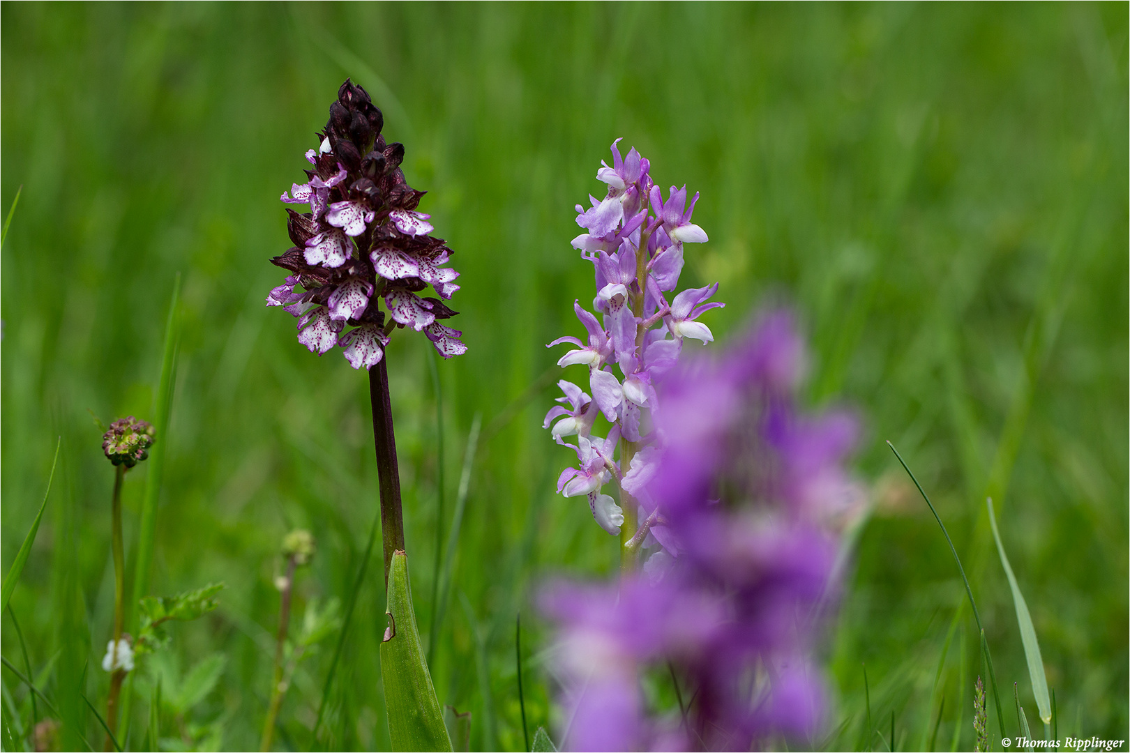 Purpur-Knabenkraut (Orchis purpurea) und Orchis mascula