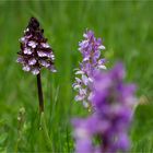 Purpur-Knabenkraut (Orchis purpurea) und Orchis mascula