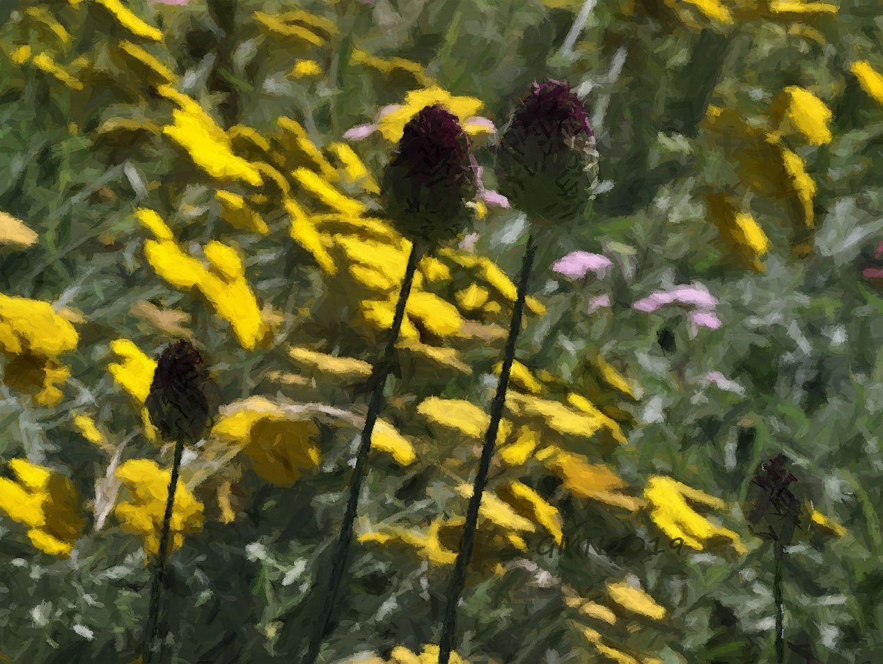 Purpur Kugellauch auf der Sommerwiese