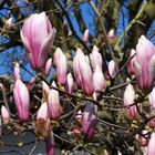 Purpur-Magnolie - der Frühling schreitet voran.