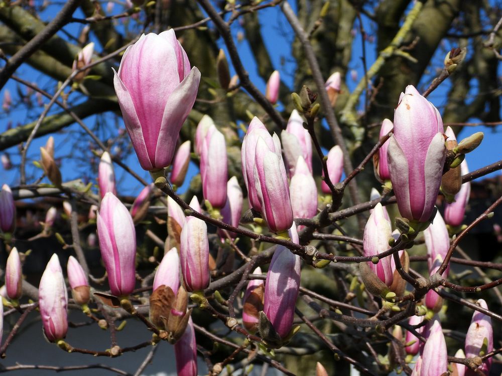 Purpur-Magnolie - der Frühling schreitet voran.