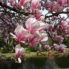 Purpur-Magnolie - in voller Pracht