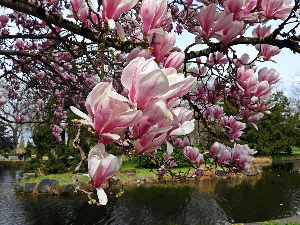 Purpur-Magnolie - in voller Pracht