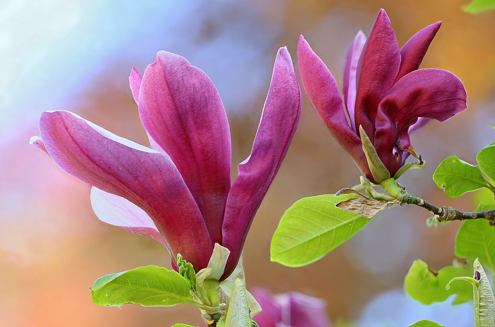 Purpur-Magnolienblüte (3).... 