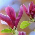 Purpur-Magnolienblüte (3).... 