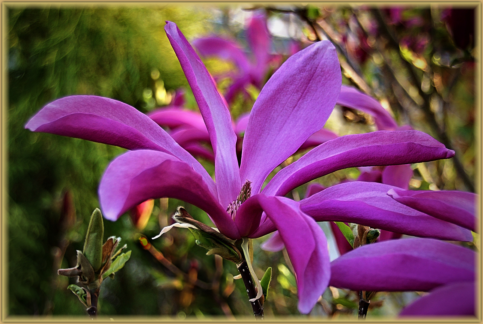 Purpur-Magnolienblüte