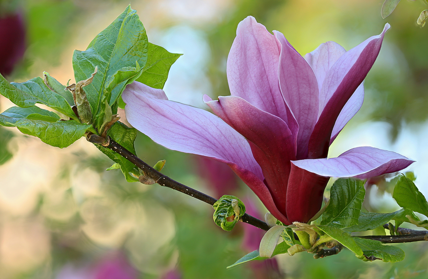 Purpur-Magnolienblüte ....