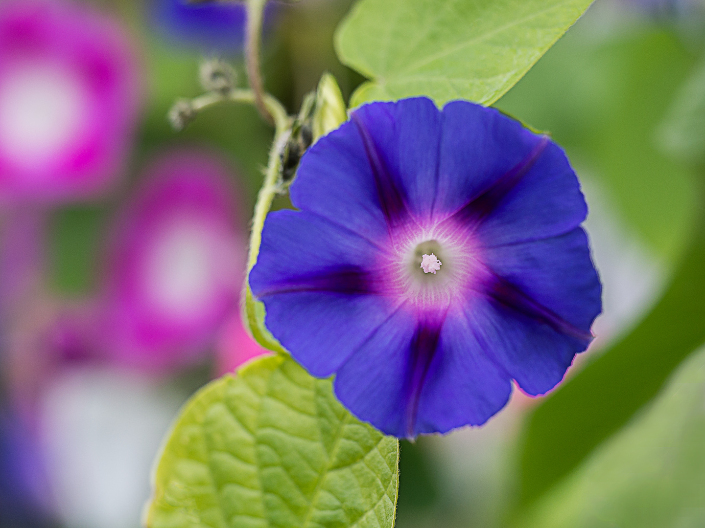 "Purpur" Prunkwinde in BLAU