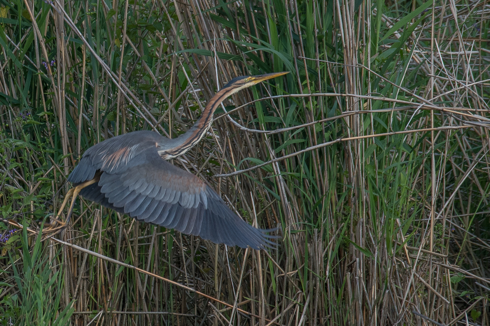 Purpur-Reiher heranwachsend am 11.07.2021