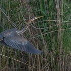 Purpur-Reiher heranwachsend am 11.07.2021