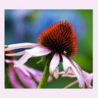 Purpur Sonnenhut Echinacea