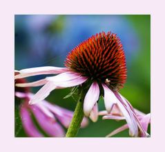 Purpur Sonnenhut Echinacea