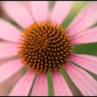 Purpur Sonnenhut ( Echinacea purpurea )