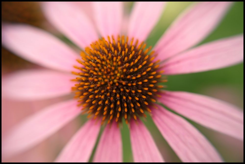 Purpur Sonnenhut ( Echinacea purpurea )