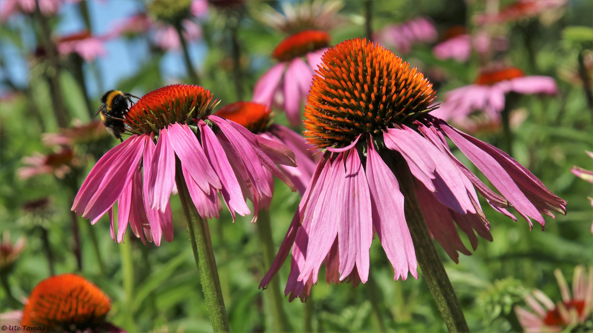 Purpur-Sonnenhut     [Echinacea purpurea]