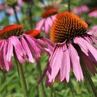 Purpur-Sonnenhut     [Echinacea purpurea]