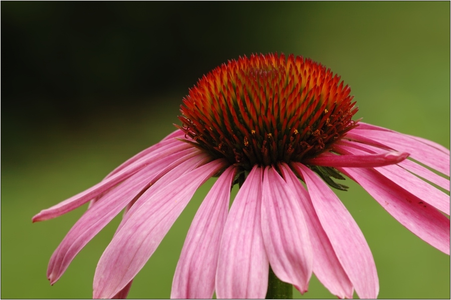 Purpur-Sonnenhut (Echinacea purpurea)