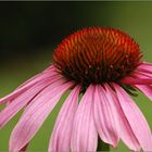 Purpur-Sonnenhut (Echinacea purpurea)