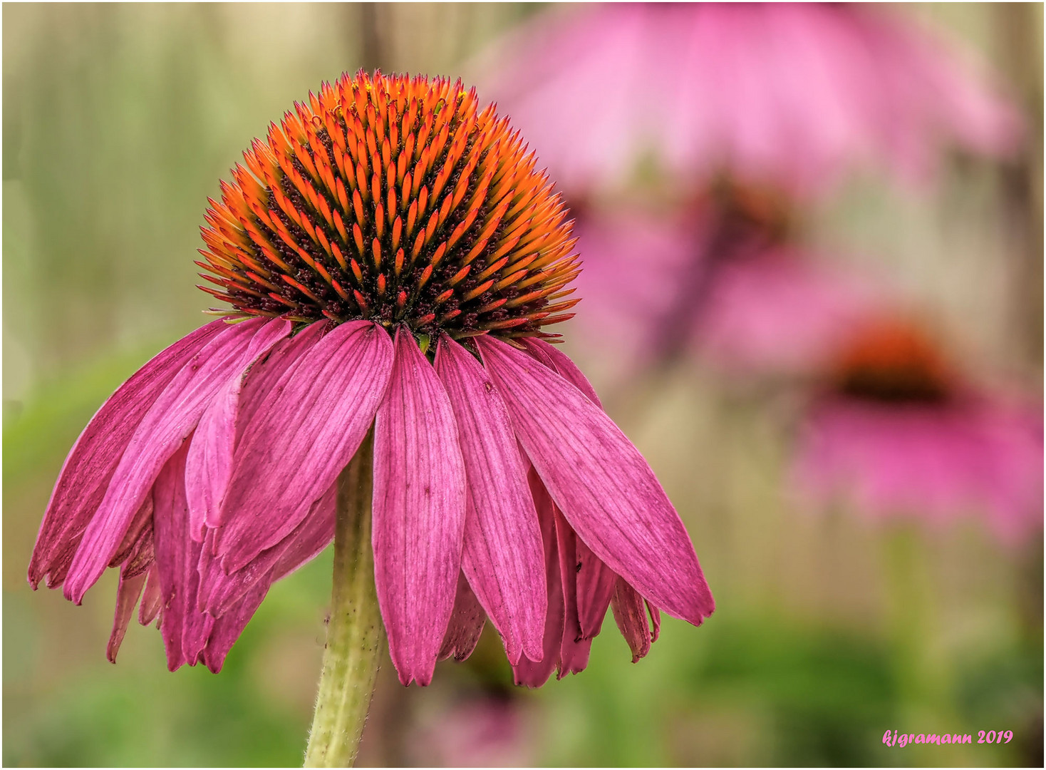 Purpur-Sonnenhut (Echinacea purpurea)...