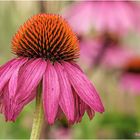 Purpur-Sonnenhut (Echinacea purpurea)...