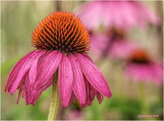 Purpur-Sonnenhut (Echinacea purpurea)...