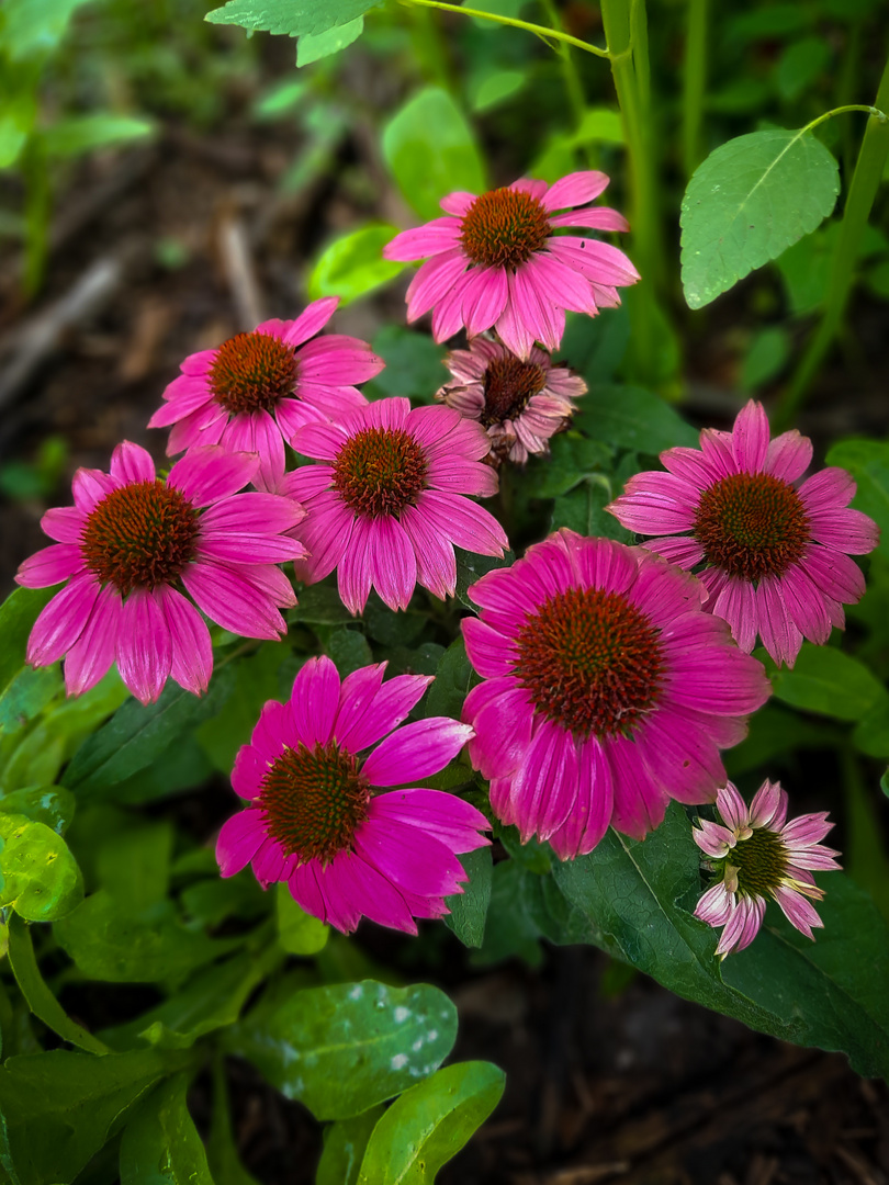 Purpur Sonnenhut - Echinacea purpurea