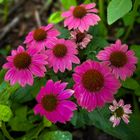 Purpur Sonnenhut - Echinacea purpurea