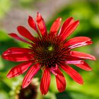 Purpur-Sonnenhut (Echinea purpurea)