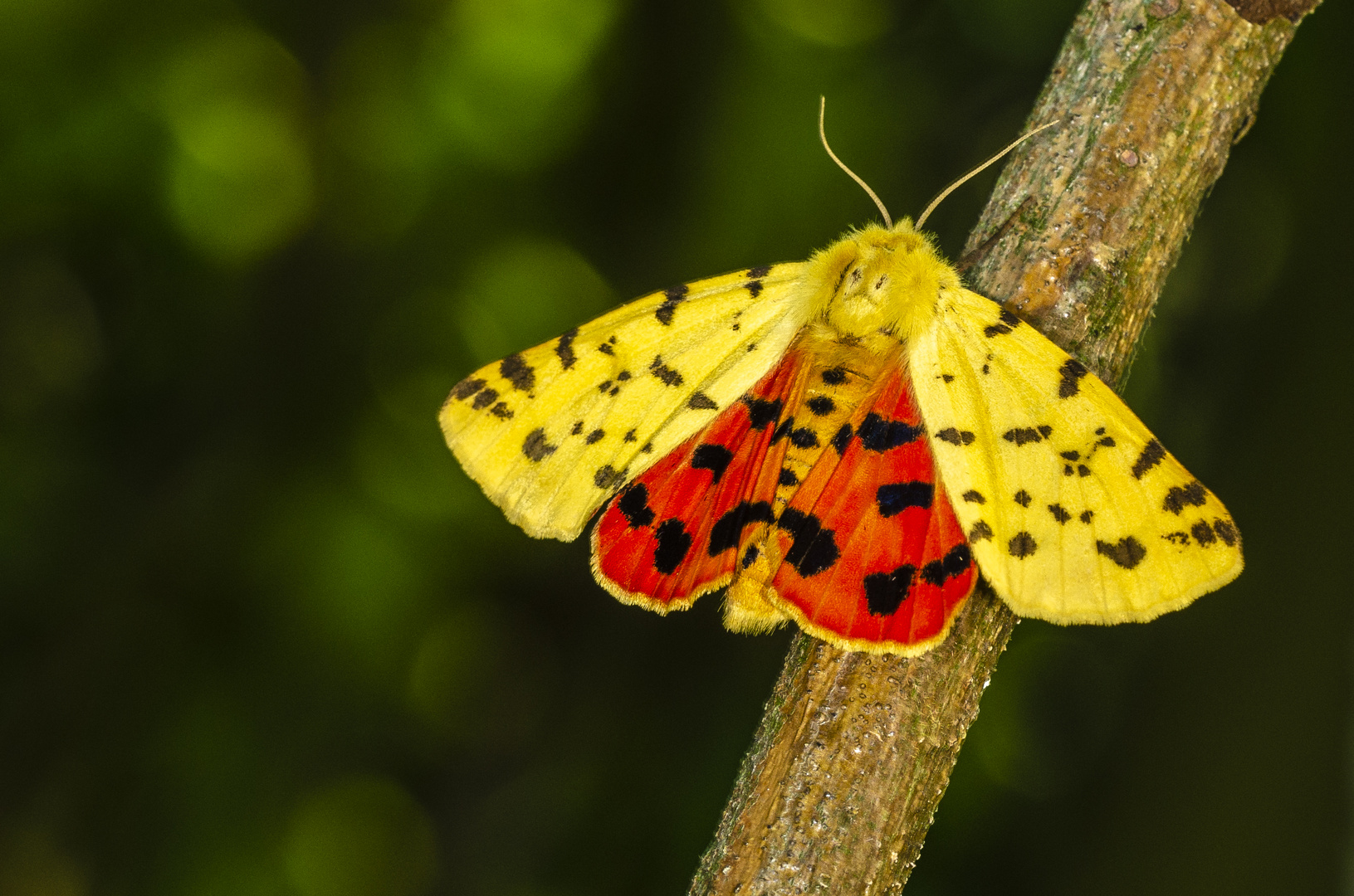 Purpurbär (Rhyparia purpurata)