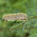 Purpurbär (Rhyparia purpurata), Raupe